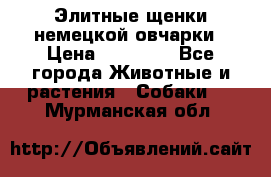 Элитные щенки немецкой овчарки › Цена ­ 30 000 - Все города Животные и растения » Собаки   . Мурманская обл.